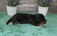 Patsys #5 Male, a male Cavapoo for sale in Paris, KY – 3 of 3