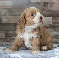 #3 Female (Tara's), a female Cavapoo for sale in Paris, KY – 7 of 8