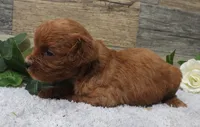 #2 Female (Piper's), a female Cavapoo for sale in Paris, KY – 2 of 2