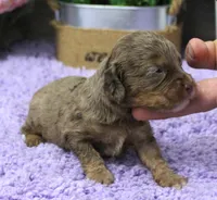 #5 Male (Dawn's), a male Cavapoo for sale in Paris, KY – 2 of 2