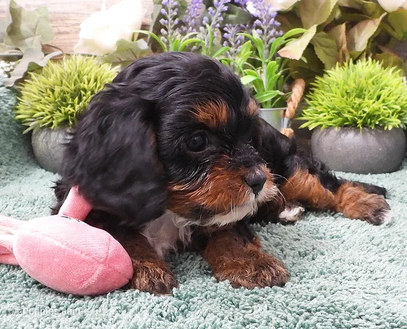 #1 Female (Chloe's) – Cavapoo puppy for sale in Paris, KY
