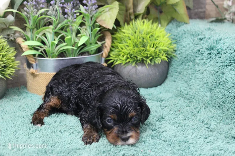 #1 Female (Chloe's) – Cavapoo puppy for sale in Paris, KY