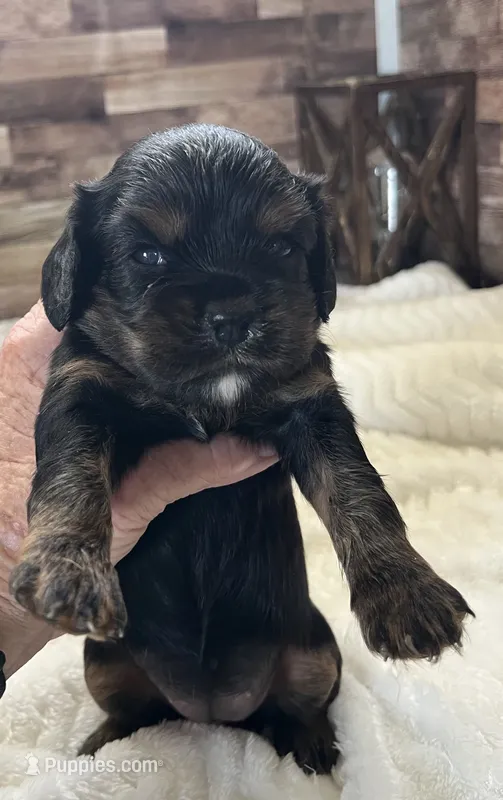 Percy #1 female , a female Cavalier King Charles Spaniel for sale in Paris, KY – 1 of 4