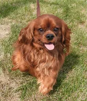 Five Paddocks Bentley, a male Cavalier King Charles Spaniel for sale in Paris, KY – 4 of 5
