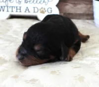 #4 Female (Barbie's), a female Cavapoo for sale in Paris, KY – 2 of 2