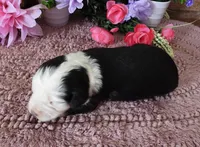 #9 Male (Splash's), a male Miniature Bernedoodle for sale in Paris, KY – 4 of 4