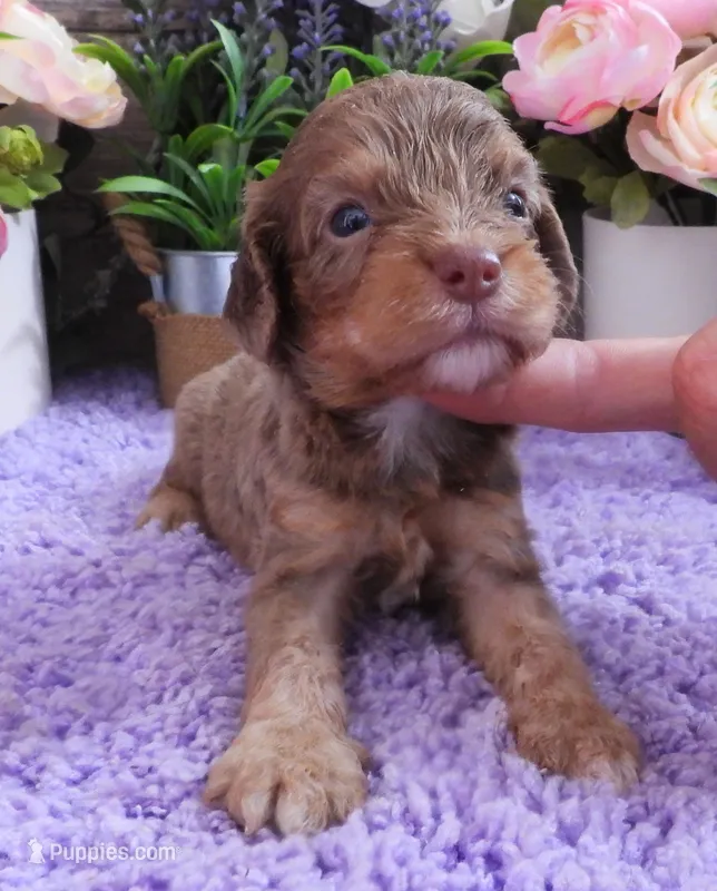 #5 Male (Dawn's) – Cavapoo puppy on hold in Paris, KY