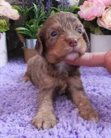 #5 Male (Dawn's), a male Cavapoo for sale in Paris, KY – 5 of 9