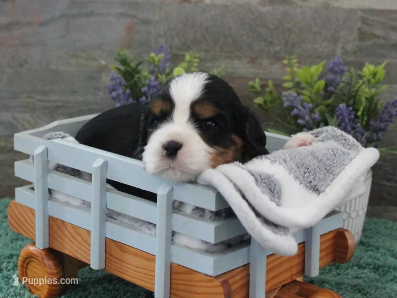 Beautys #3 Male – Cavalier King Charles Spaniel puppy on hold in Paris, KY