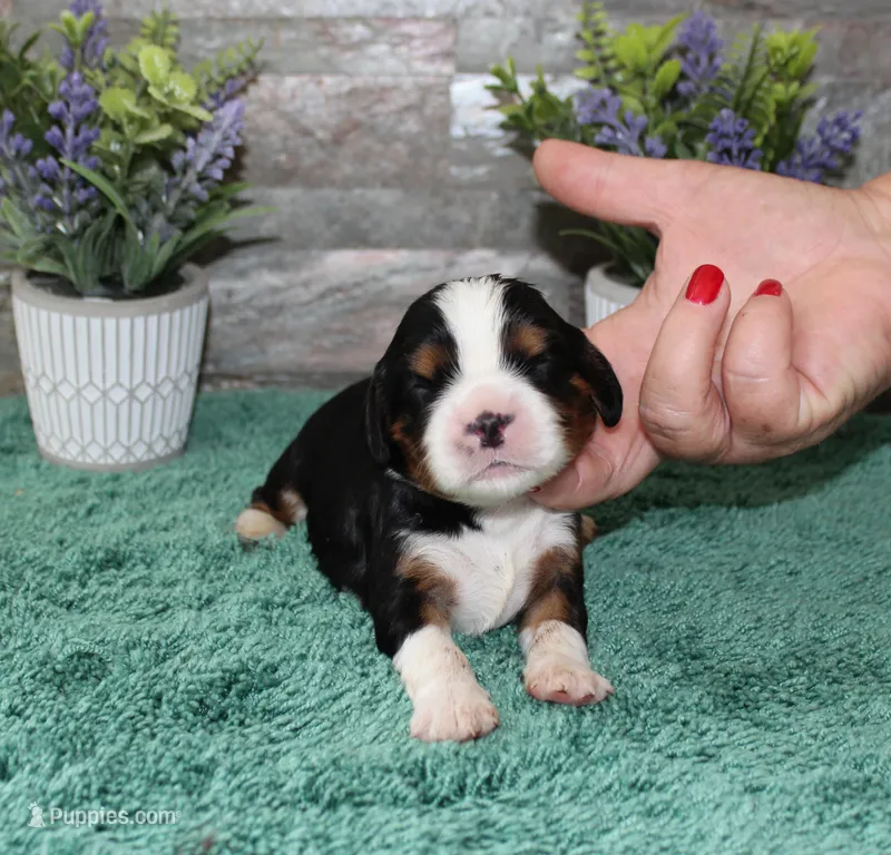 Beautys #3 Male – Cavalier King Charles Spaniel puppy for sale in Paris, KY