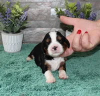Beautys #3 Male, a male Cavalier King Charles Spaniel for sale in Paris, KY – 1 of 2