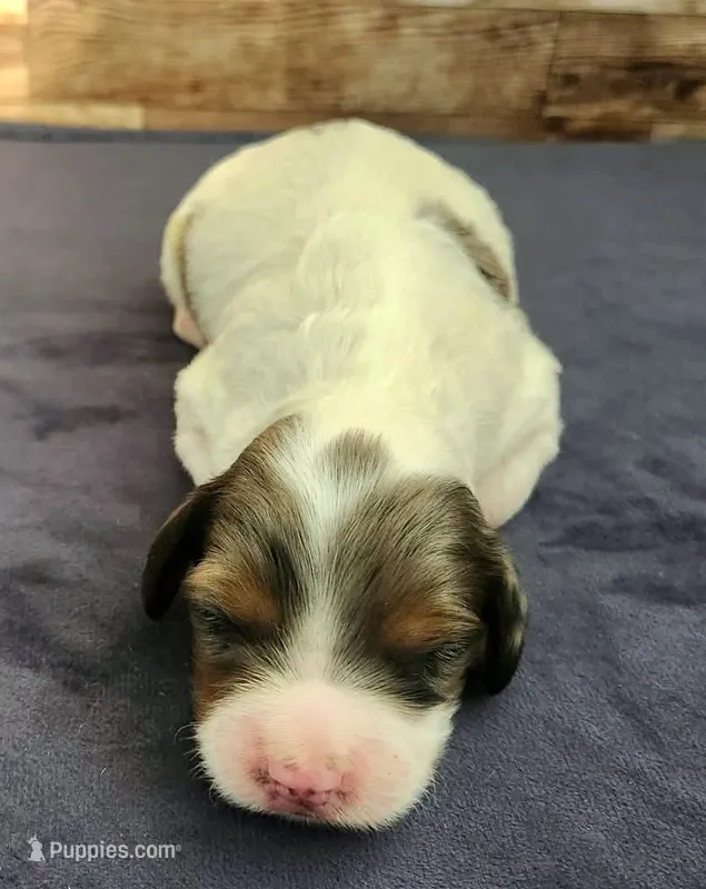 #4 Female (Leslie's) – Cockapoo puppy for sale in Paris, KY