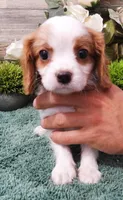 #1 Male (Dolly's), a male Cavalier King Charles Spaniel for sale in Paris, KY – Photo 2 of 8