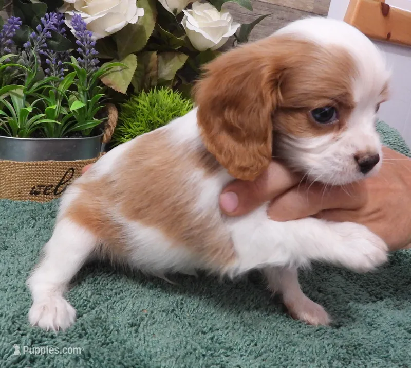 #1 Male (Dolly's) – Cavalier King Charles Spaniel puppy for sale in Paris, KY