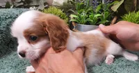 #1 Male (Dolly's), a male Cavalier King Charles Spaniel for sale in Paris, KY – Photo 5 of 8