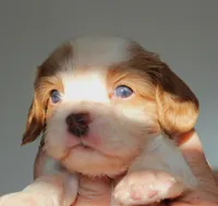 #1 Male (Dolly's), a male Cavalier King Charles Spaniel for sale in Paris, KY – Photo 6 of 8