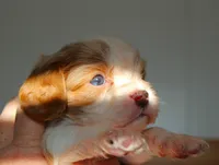 #1 Male (Dolly's), a male Cavalier King Charles Spaniel for sale in Paris, KY – Photo 7 of 8