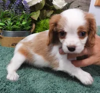 #1 Male (Dolly's), a male Cavalier King Charles Spaniel for sale in Paris, KY – Photo 4 of 8