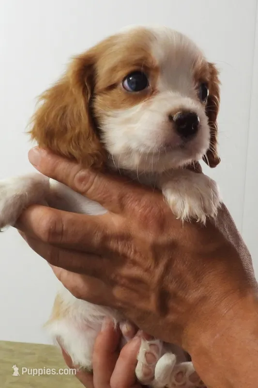#1 Male (Dolly's) – Cavalier King Charles Spaniel puppy for sale in Paris, KY