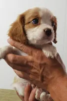 #1 Male (Dolly's), a male Cavalier King Charles Spaniel for sale in Paris, KY – Photo 1 of 8