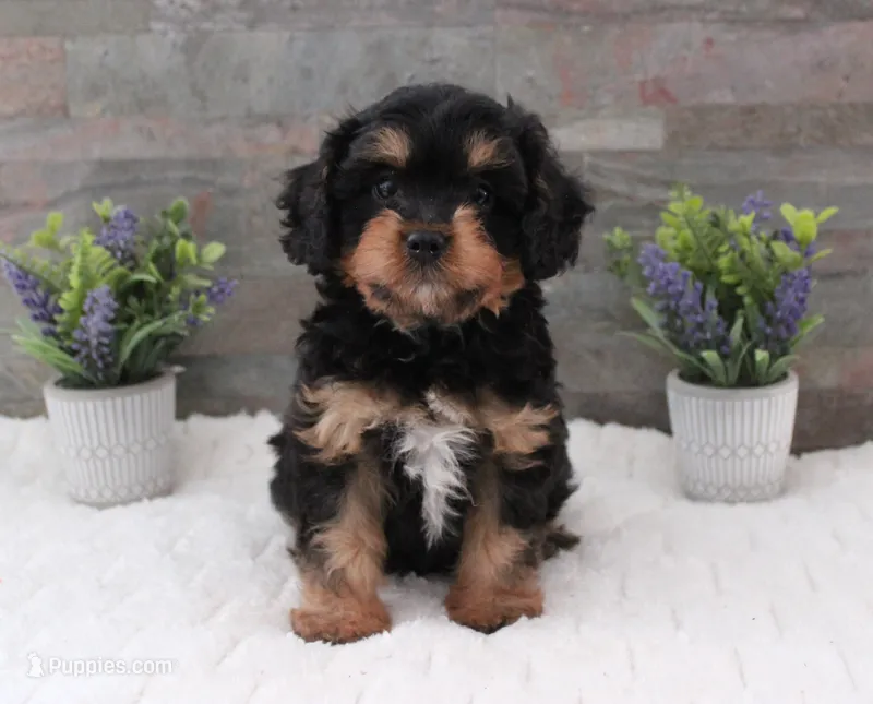 Patsys #5 Male – Cavapoo puppy for sale in Paris, KY