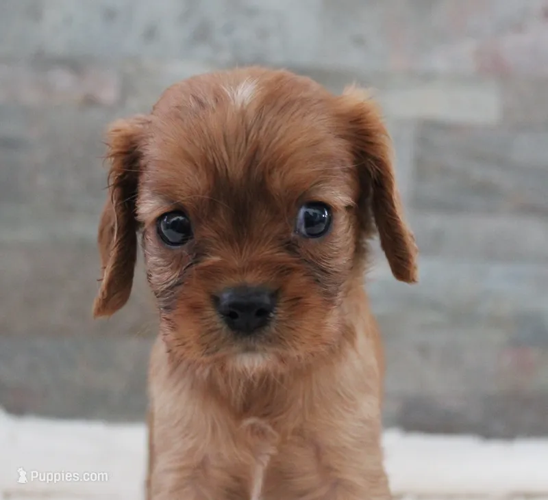 #6 Male (Ruby) – Cavalier King Charles Spaniel puppy for sale in Paris, KY