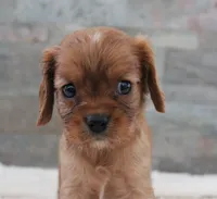 #6 Male (Ruby), a male Cavalier King Charles Spaniel for sale in Paris, KY – 2 of 10