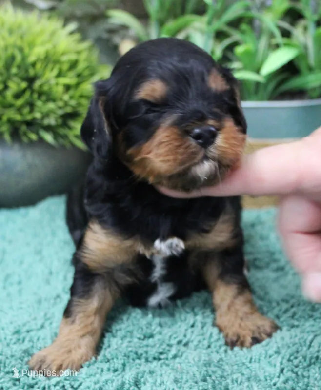 #2 Male (Dottie's) – Cavapoo puppy for sale in Paris, KY