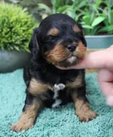 #2 Male (Dottie's), a male Cavapoo for sale in Paris, KY – Photo 1 of 2