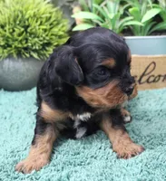 #2 Male (Dottie's), a male Cavapoo for sale in Paris, KY – Photo 2 of 2