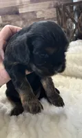 Percy #1 female , a female Cavalier King Charles Spaniel for sale in Paris, KY – 2 of 4
