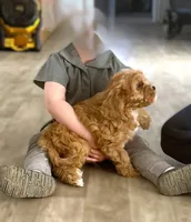 #4 Male (Dottie's), a male Cavapoo for sale in Paris, KY – 6 of 8