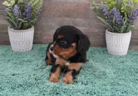 #1 female (Ruby), a female Cavalier King Charles Spaniel for sale in Paris, KY – 2 of 5