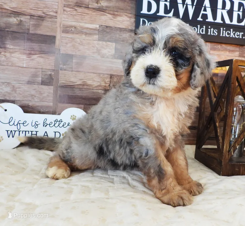 #6 Male (Splash's) – Miniature Bernedoodle puppy for sale in Paris, KY
