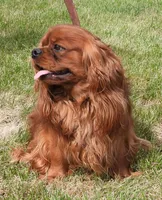 Five Paddocks Bentley, a male Cavalier King Charles Spaniel for sale in Paris, KY – 3 of 5