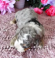 #5 Female (Splash's), a female Miniature Bernedoodle for sale in Paris, KY – 2 of 5