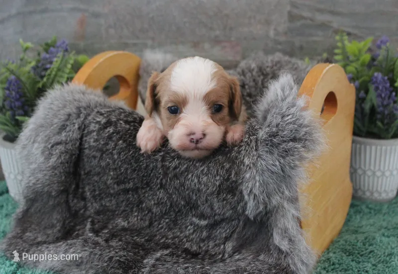 Patsys #4 Female – Cavapoo puppy for sale in Paris, KY