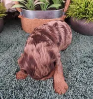 #6 Female (Marley's), a female Cavapoo for sale in Paris, KY – Photo 2 of 2