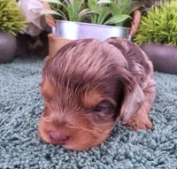 #6 Female (Marley's), a female Cavapoo for sale in Paris, KY – Photo 1 of 2