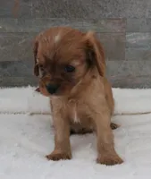 #6 Male (Ruby), a male Cavalier King Charles Spaniel for sale in Paris, KY – 3 of 10