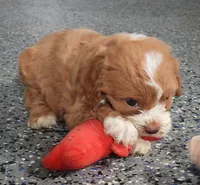 #3 Female (Tara's), a female Cavapoo for sale in Paris, KY – 5 of 8