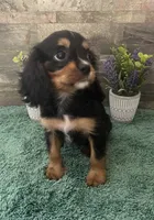 #1 Female Ruby, a female Cavalier King Charles Spaniel for sale in Paris, KY – 3 of 6