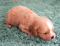 #4 Male (Ginger's), a male Cavapoo for sale in Paris, KY – 3 of 3