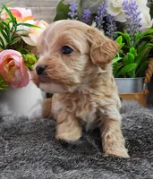 #3 Female (Kate's), a female Cavapoo for sale in Paris, KY – 3 of 3