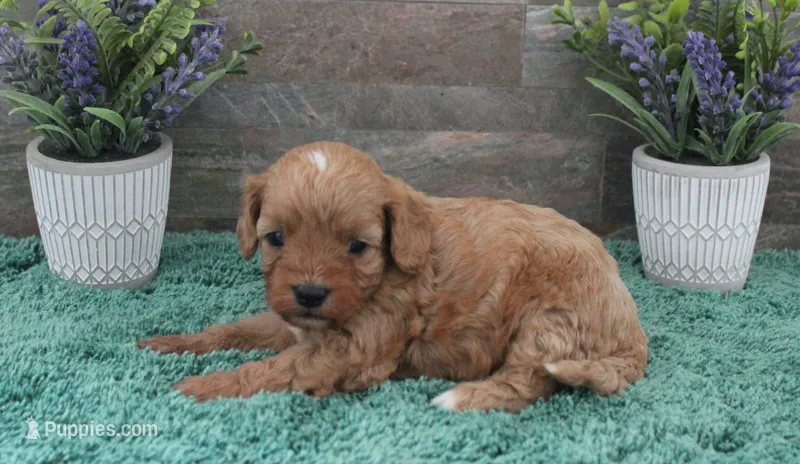 Patsys #2 Female – Cavapoo puppy for sale in Paris, KY