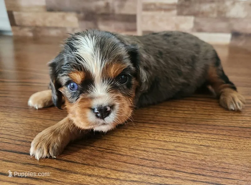 #2 Male (Lori's) – Cavalier King Charles Spaniel puppy for sale in Paris, KY