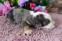 #3 Female (Splash's), a female Miniature Bernedoodle for sale in Paris, KY – 2 of 4
