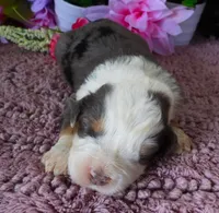 #6 Male (Splash's), a male Miniature Bernedoodle for sale in Paris, KY – 1 of 4
