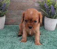 #6 Male (Ruby), a male Cavalier King Charles Spaniel for sale in Paris, KY – 5 of 10