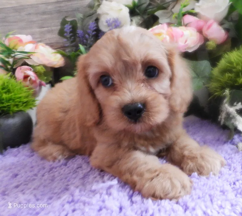 #2 Male (Evie's) – Cavapoo puppy for sale in Paris, KY